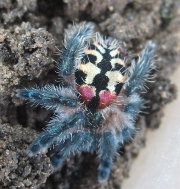 My I.seladonium - Female - mature - Brazil - nordeste