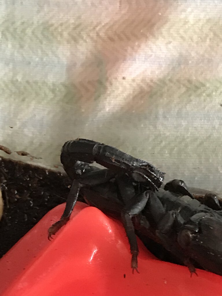 My injured scorpion won’t eat after weeks if not months