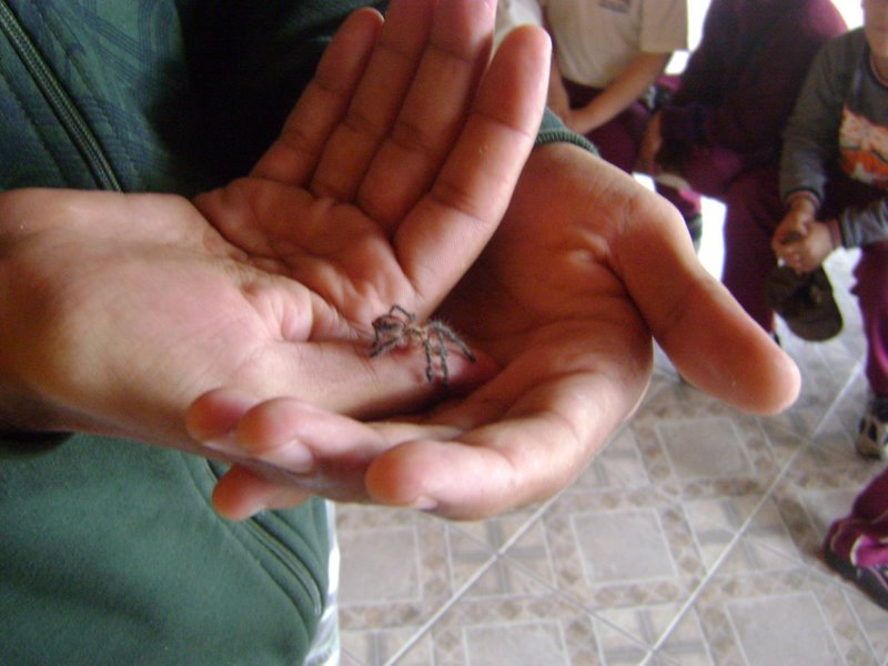 my iridopelma hirsutum spiderling