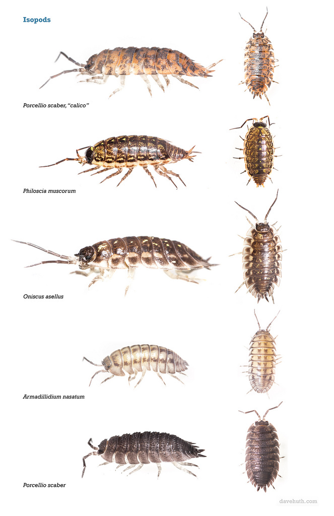 A Color Coded Chart To Choosing Your Isopods And