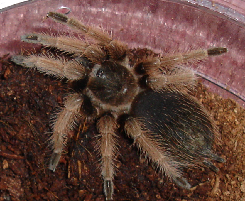 My juvenile Brachypelma Klaasi | Arachnoboards