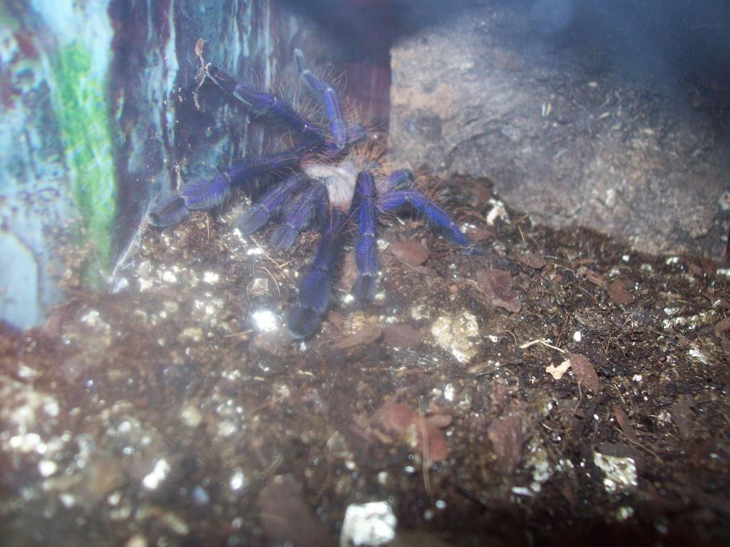My L.violaceopes