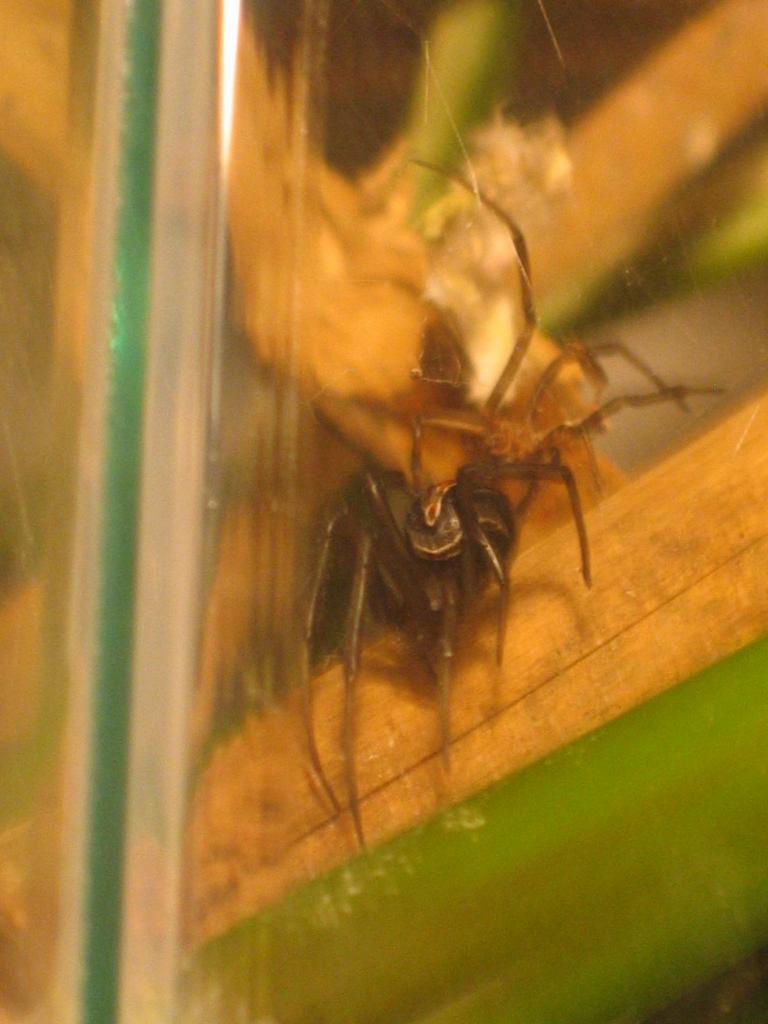 My Latrodectus