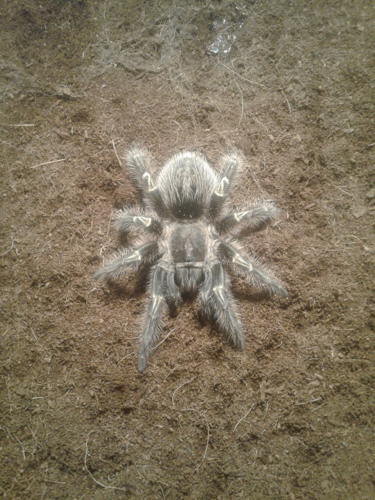 My lovely Grammostola Pulchripes