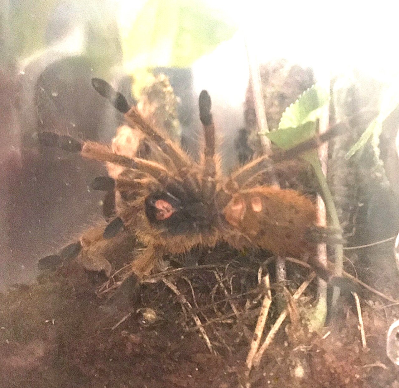 My lovely OBT (p.murinus)