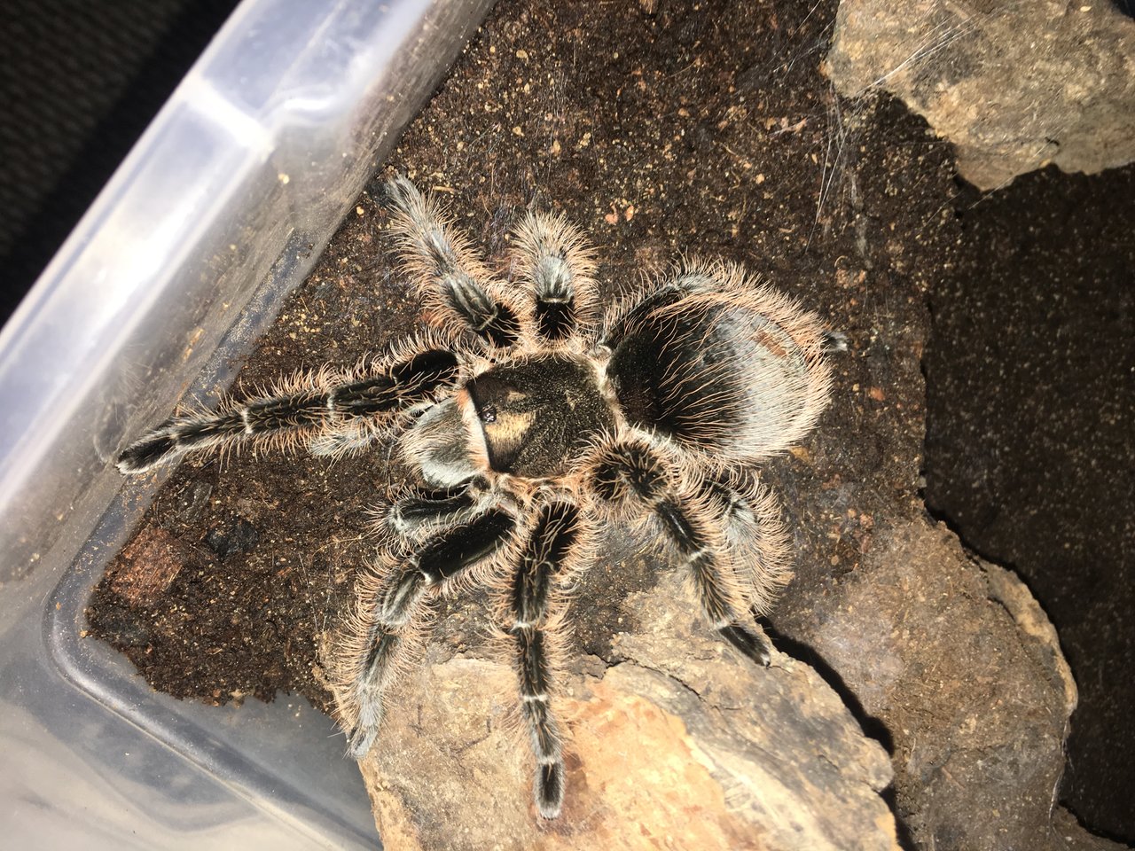 My lovely tarantula