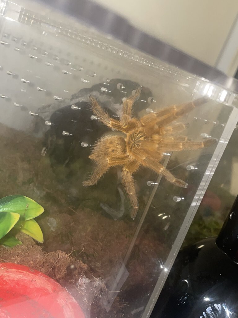 My male OBT Luigi, recently matured out male!