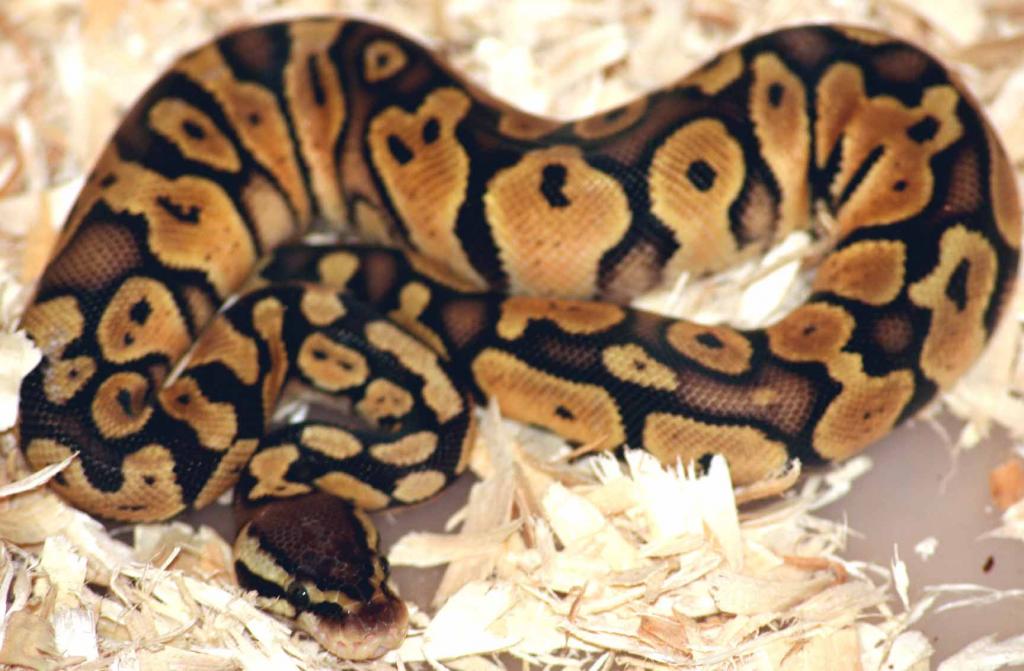 My male Pastel Ball Python