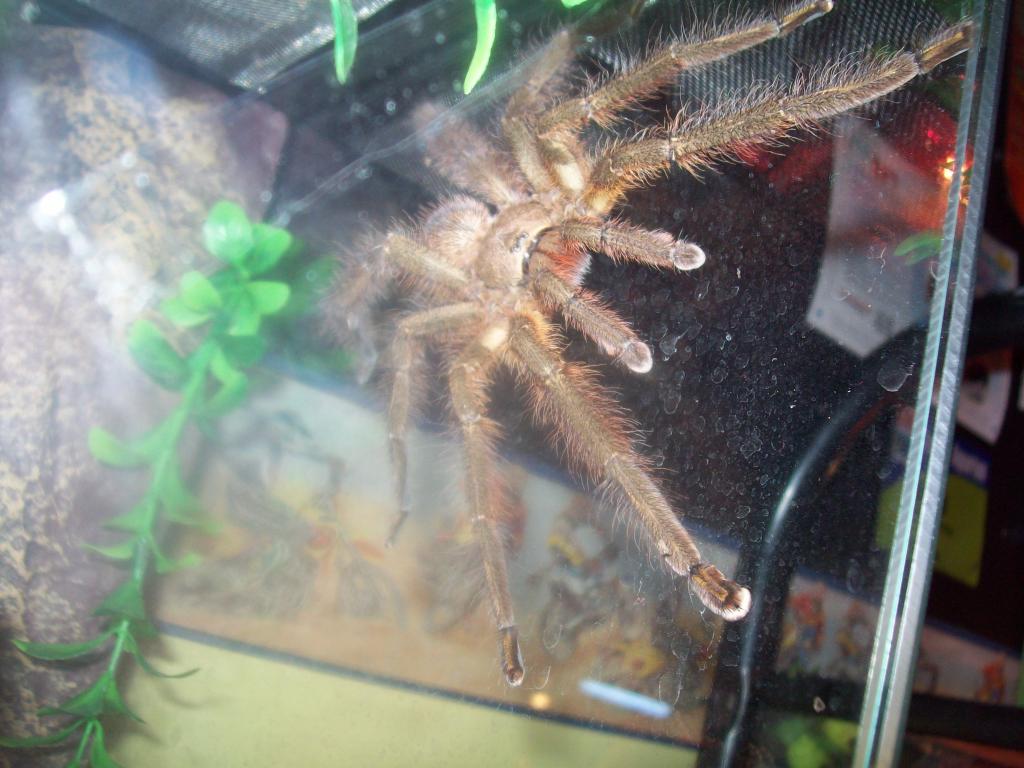 My Male Poecilotheria Ornata