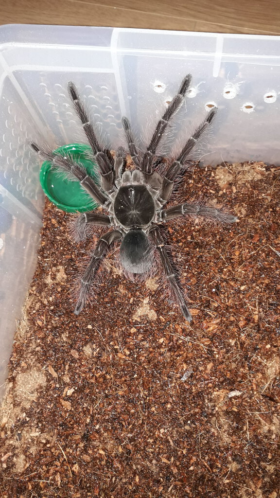 My male T. blondi