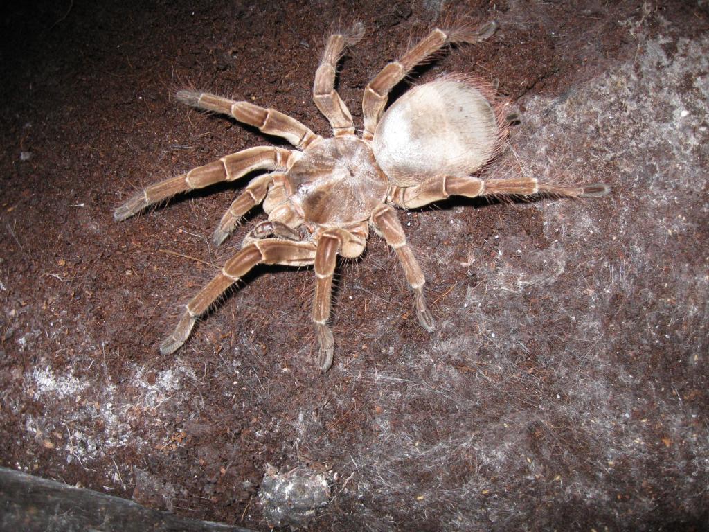 My Massive Theraphosa