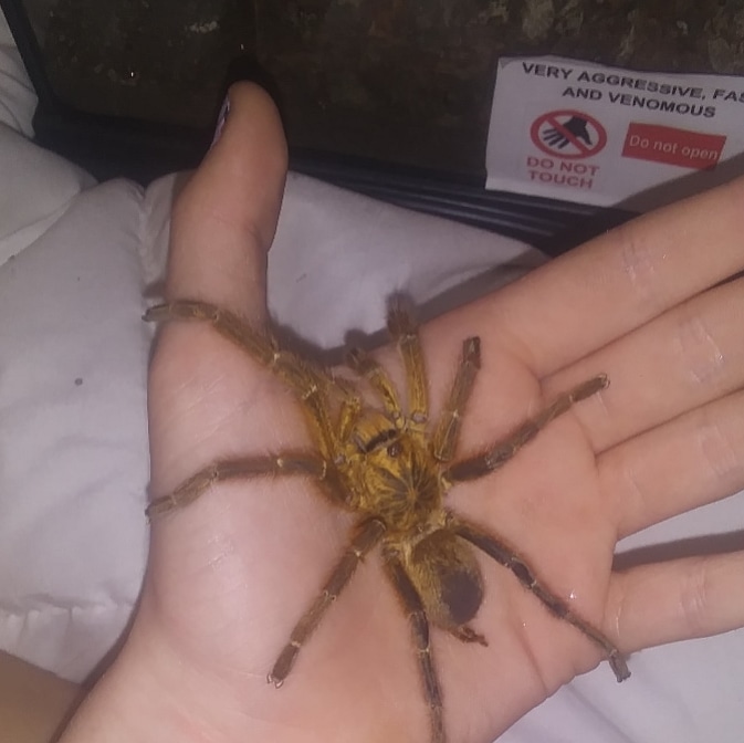 My Mature Male P. Murinus