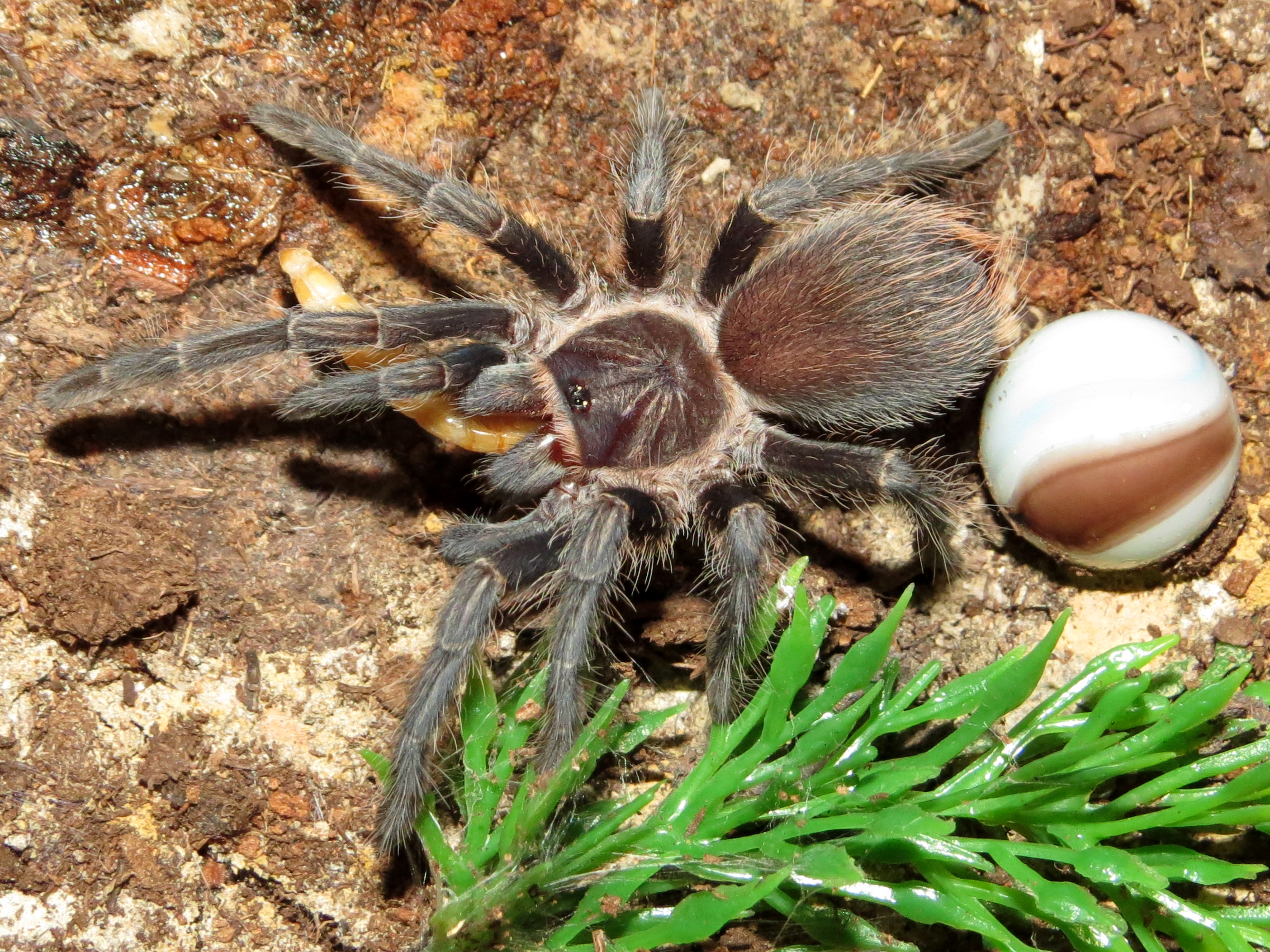 My Mealworm Brings All the Ts to the Yard (♀ Phormictopus sp. "south Hispaniola" 3"+)