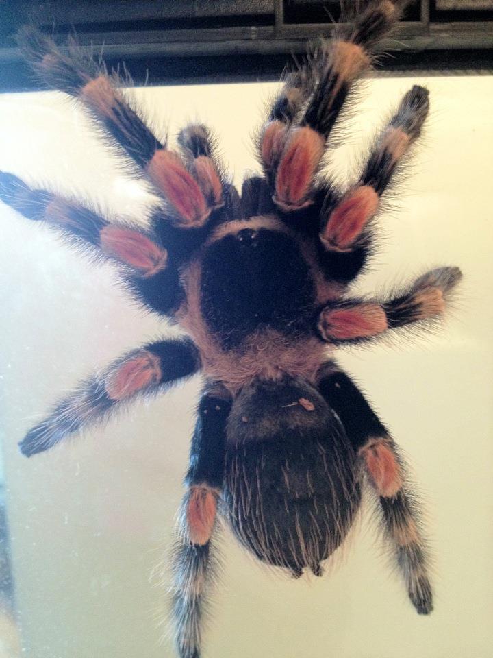 My Mexican Red Knee "Isis"