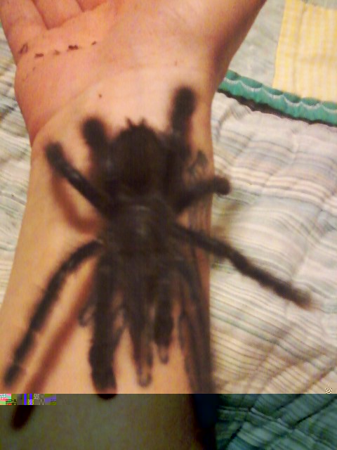 My Moxie Crimespider!!