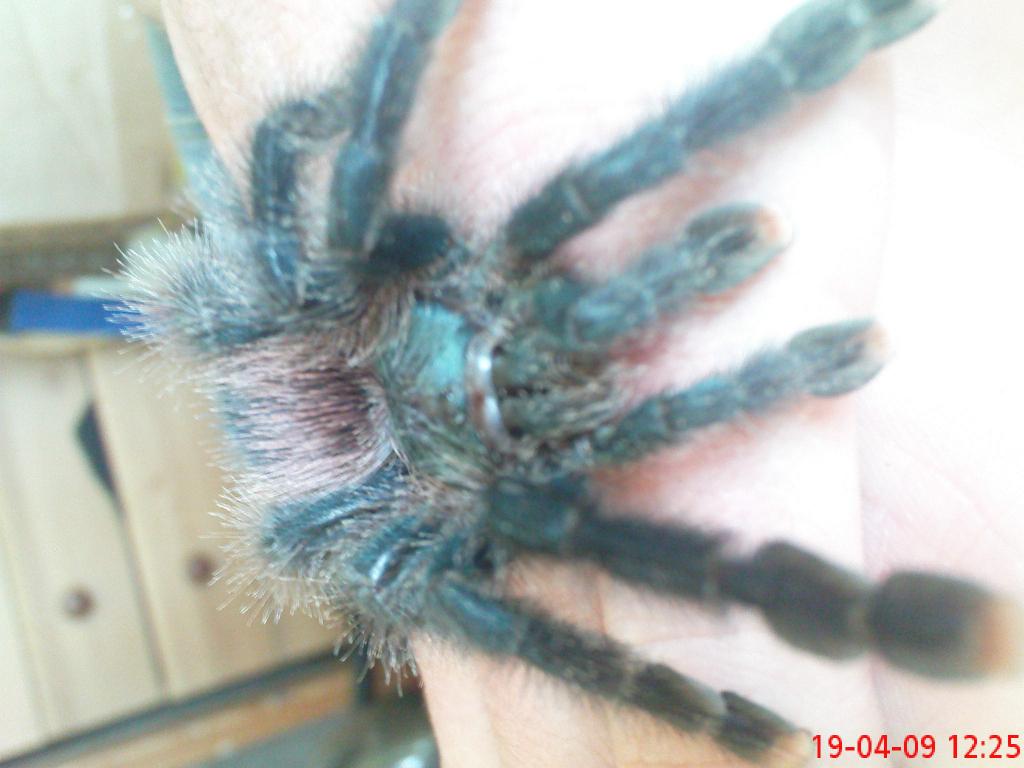 my new a.avicularia