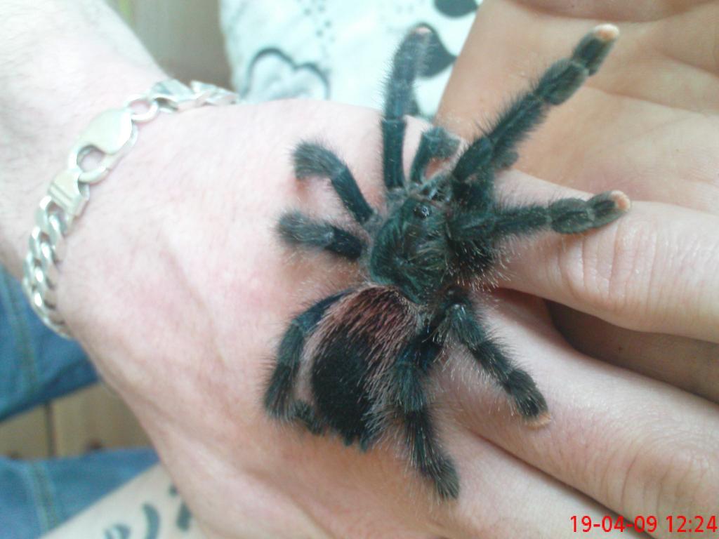 my new a.avicularia