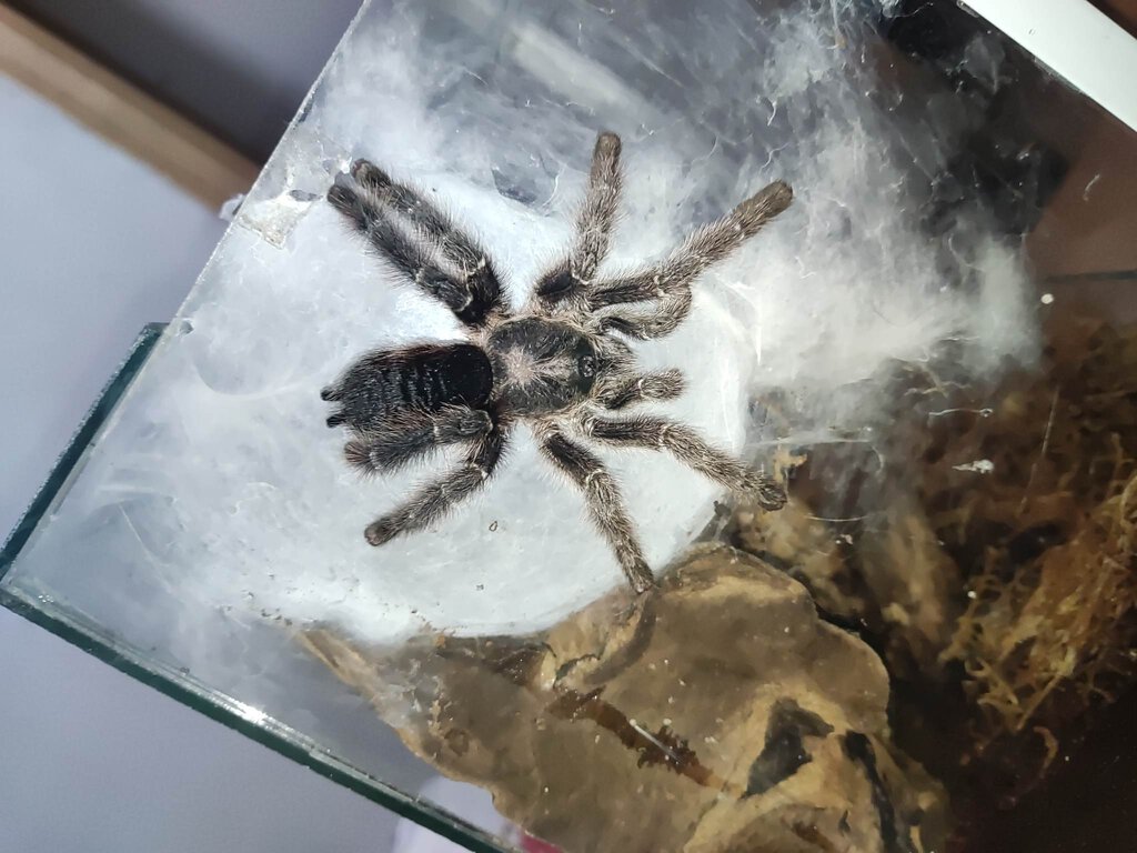 My new avic merianae but same as my suspected purpurea