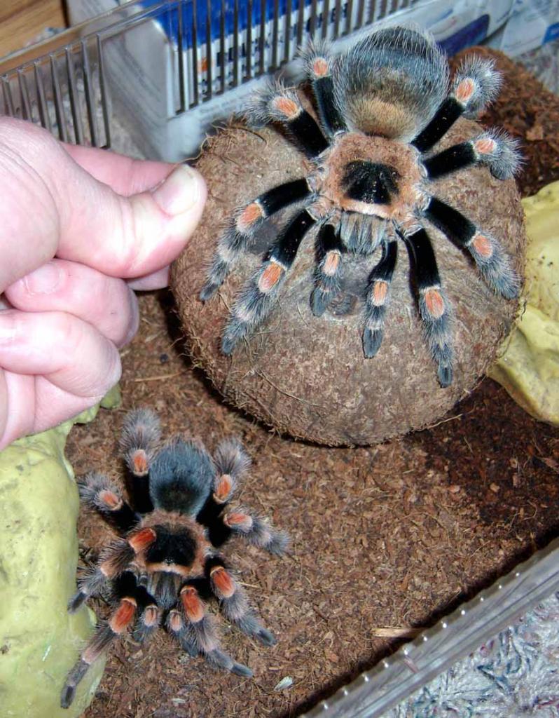 My new Brachypelma Smithi male