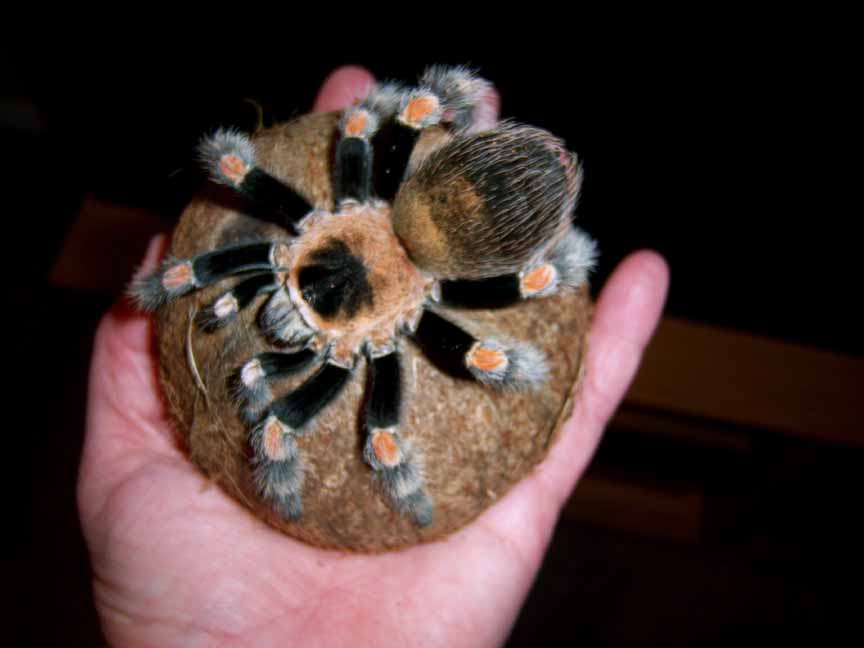 My new Brachypelma Smithi male