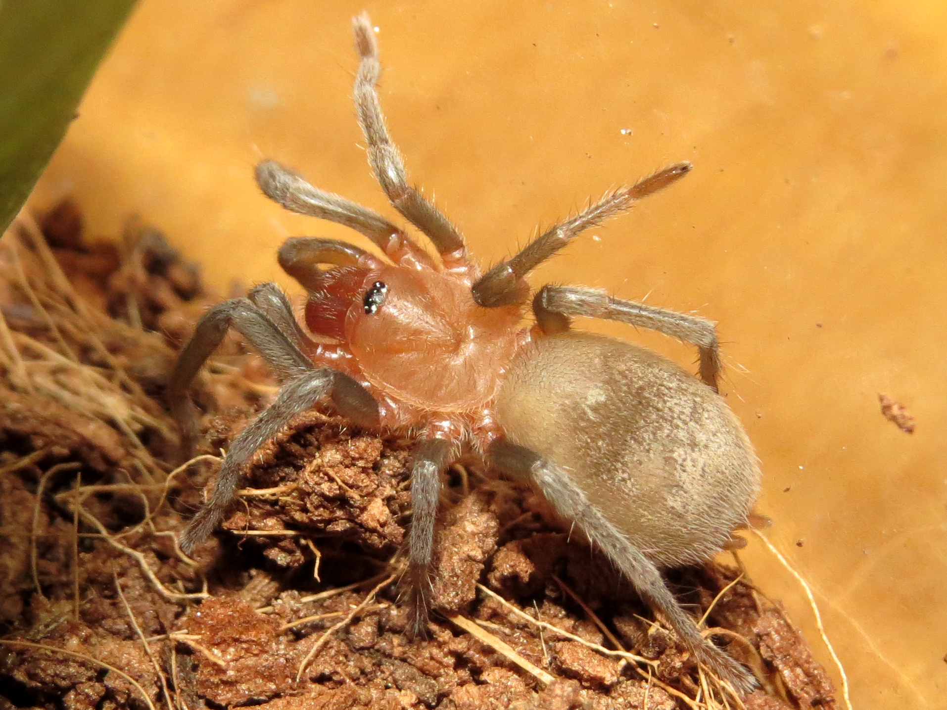 My New Bumba horrida Sling (♂ 0.75")