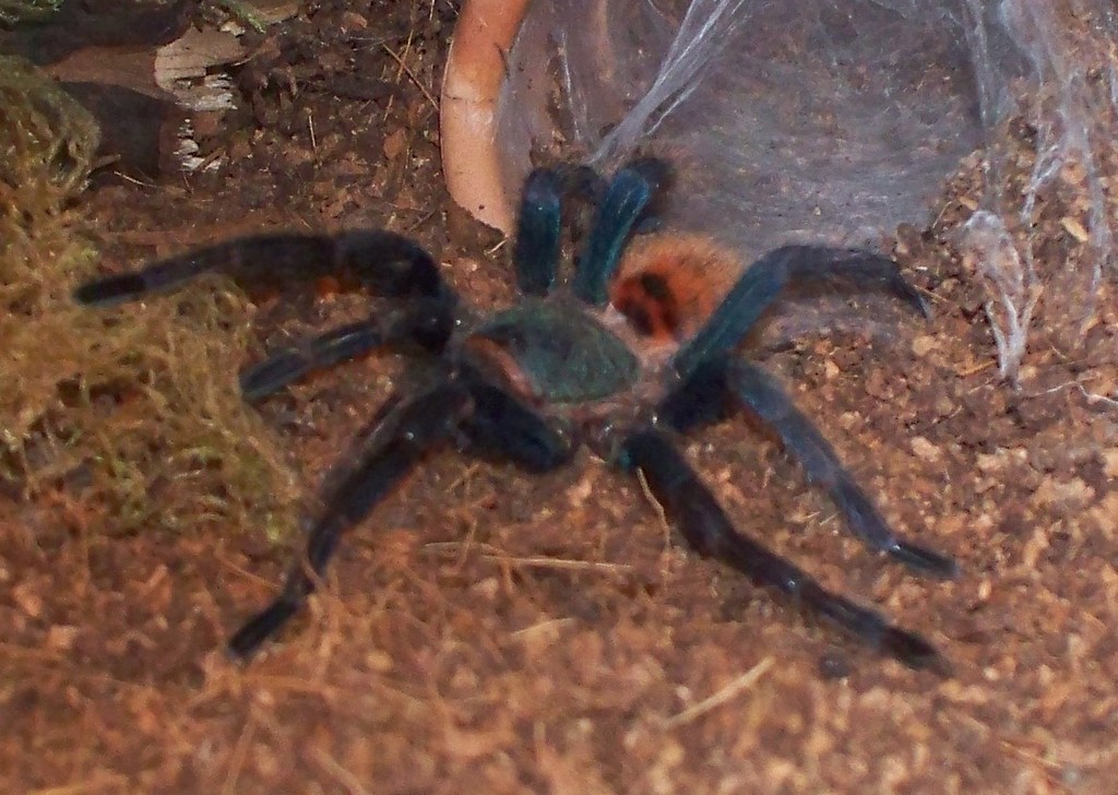 My new Chromatopelma cyaneopubescens (NOS4A2)