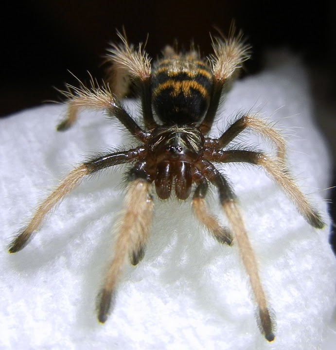 My New Chromatopelma Cyaneopubescens