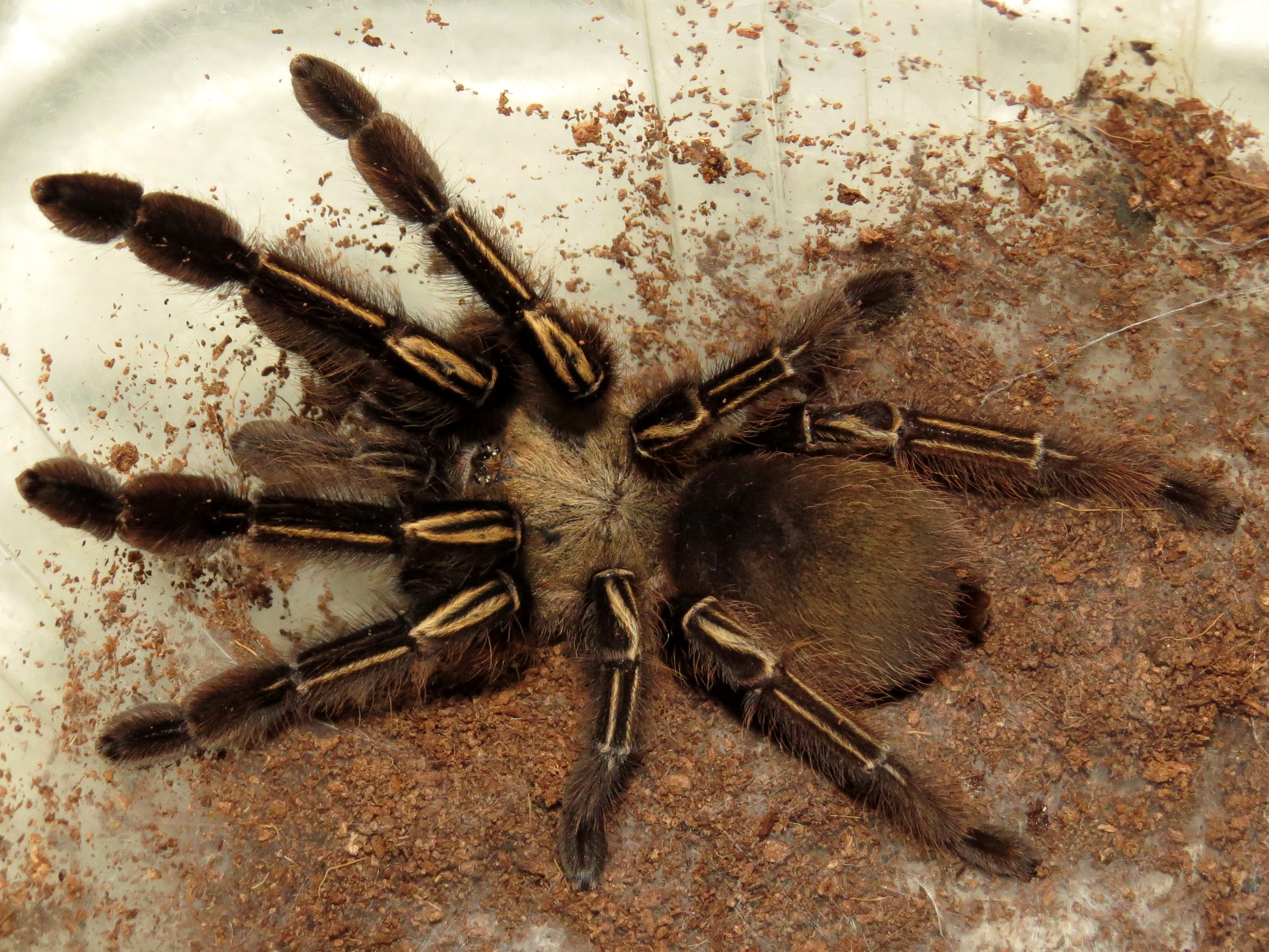 My New Ephebopus murinus (3" ♀)