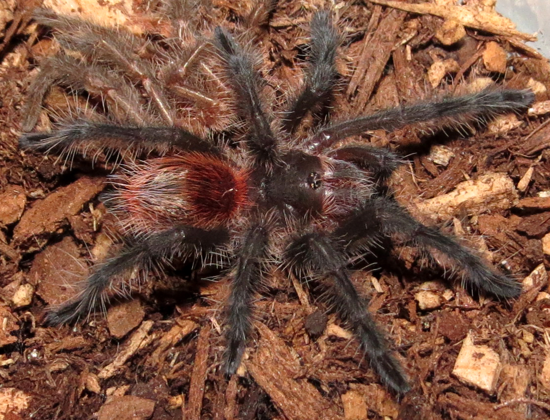 My New Grammostola actaeon (1.5")