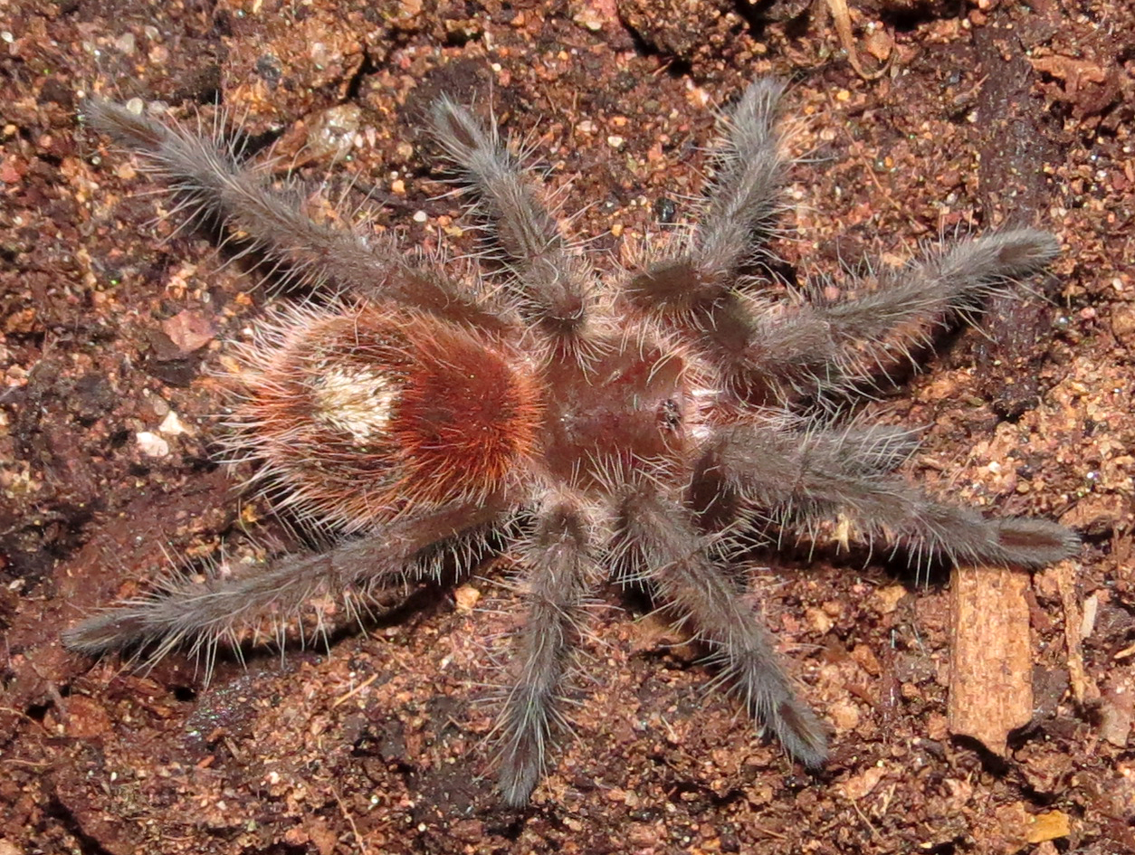 My New Grammostola iheringi (♂ 1.5") [1/2]