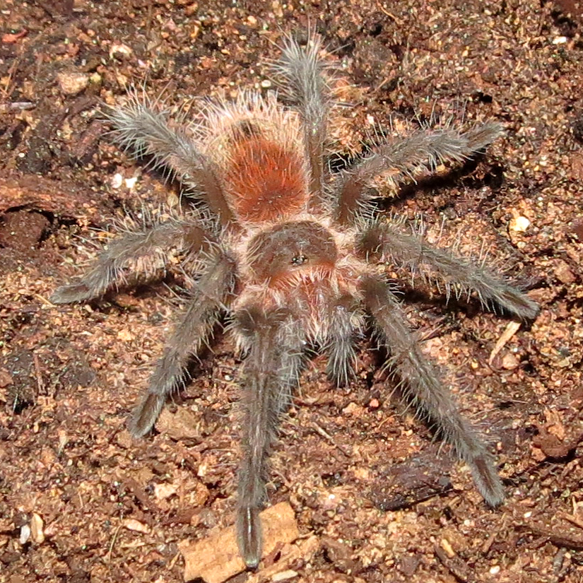 My New Grammostola iheringi (♂ 1.5") [2/2]