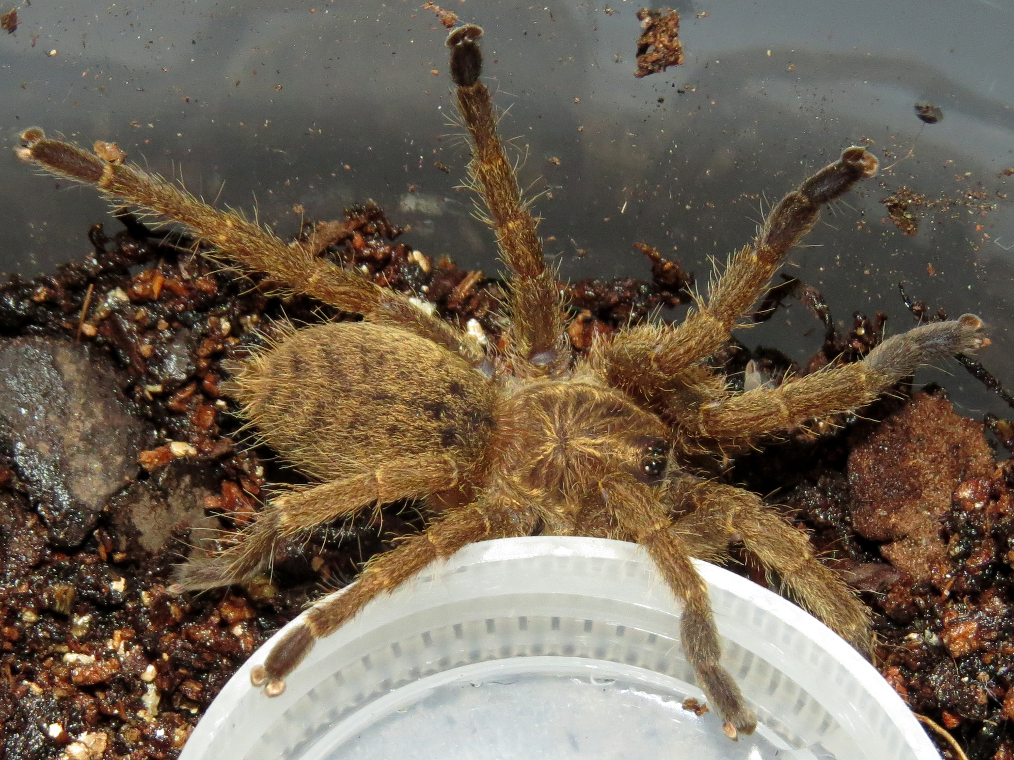 My New Idiothele mira Sling (♂ 1.25")