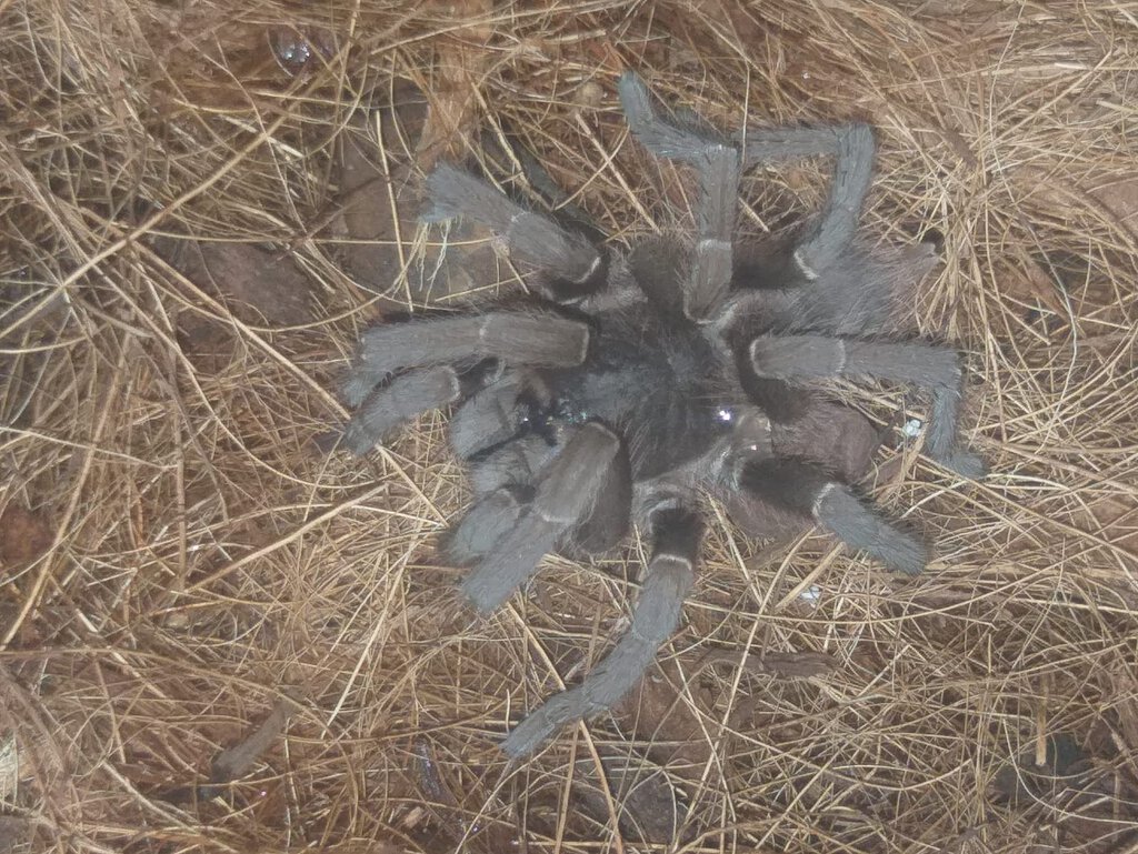 My new Tarantula.