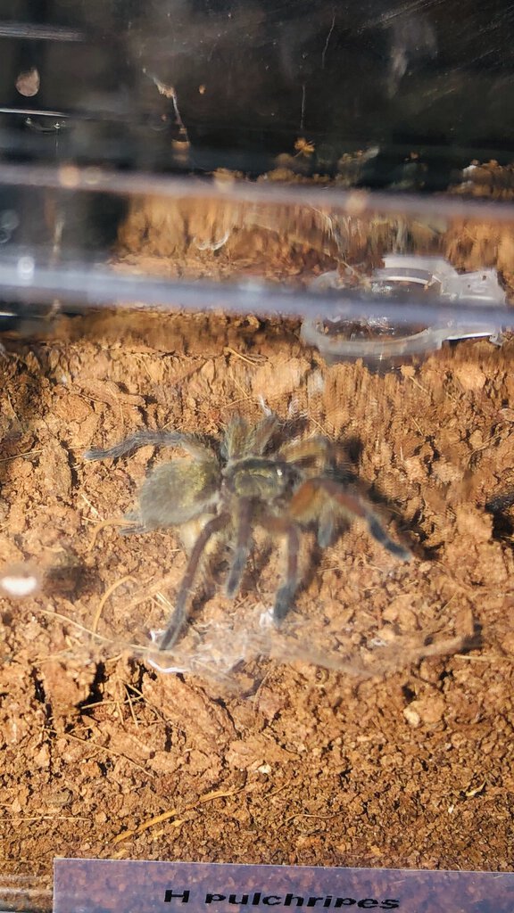 My newest edition (1’’ H. Pulchripes