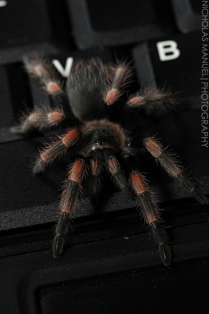 My Newly Molted 2' B. Smithi