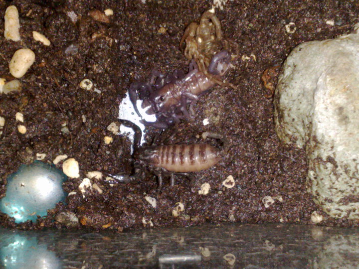 My Newly Molted Emp..