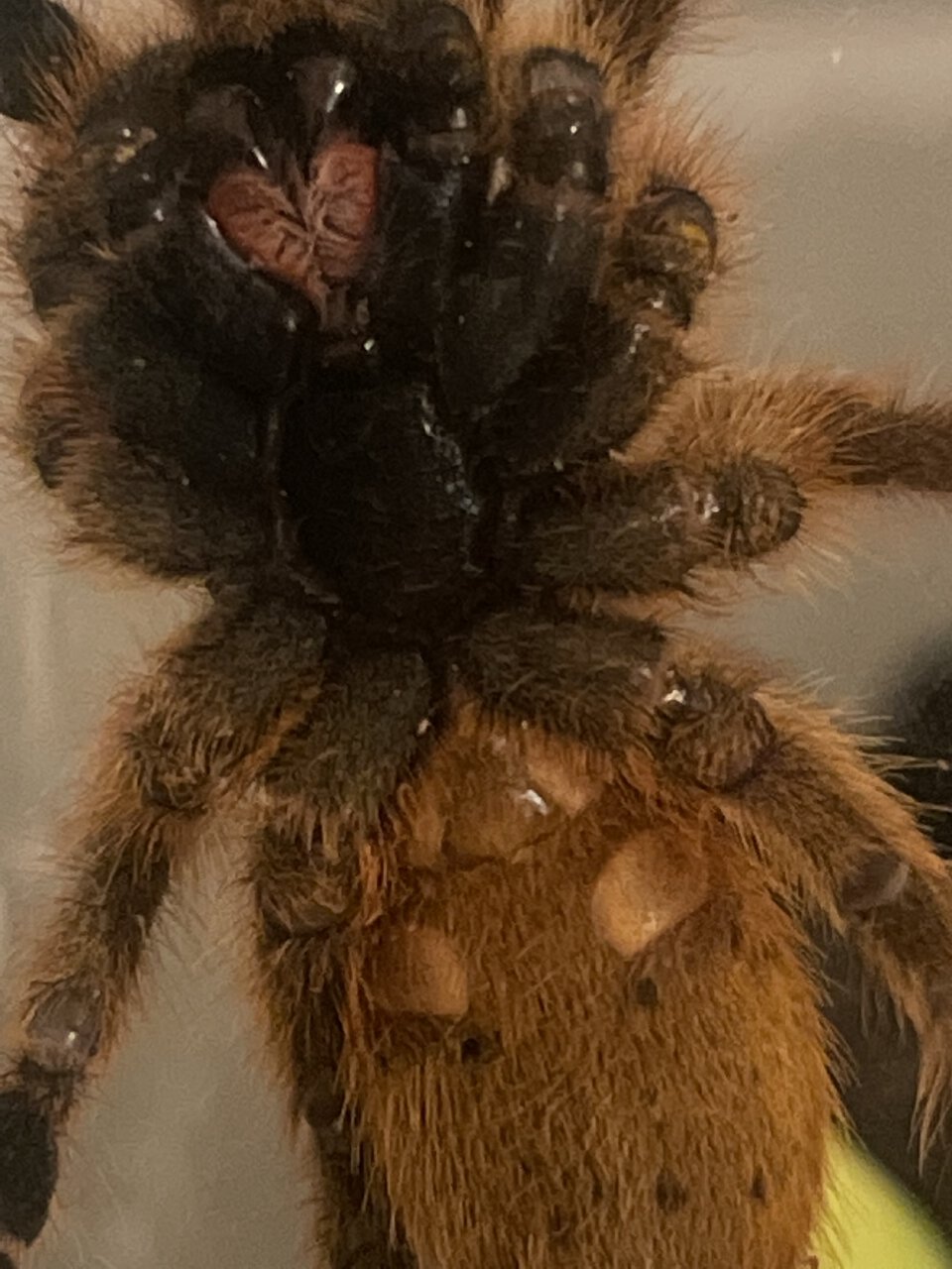 My OBT finally came out of his walled up fortress.