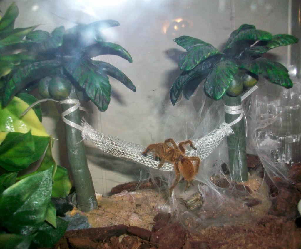 My Obt