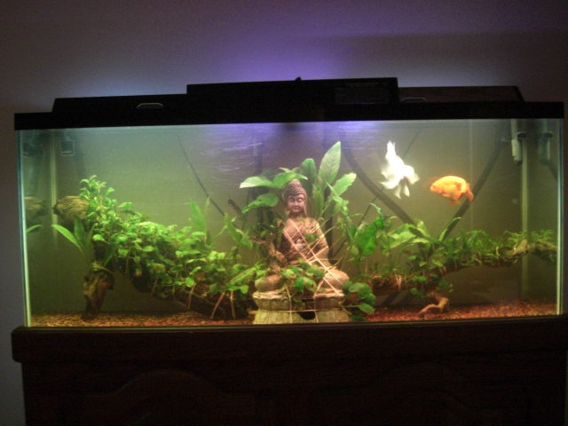 My old goldfish setup