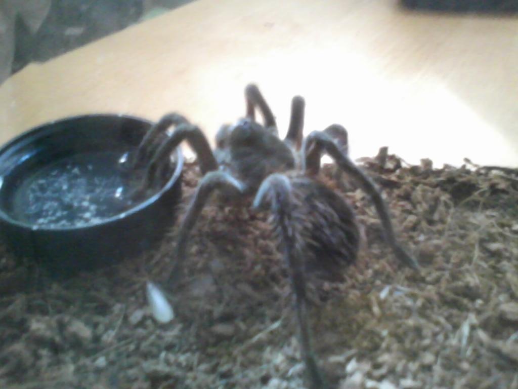my p. antinous