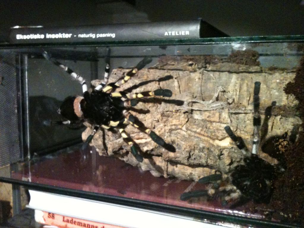 my.p.regalis couple