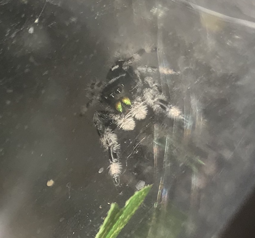 My P. Regius boy out of their molt