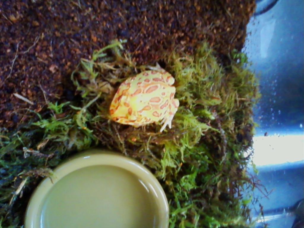 My Pac Man Frog