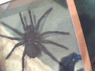 my peruvian spider