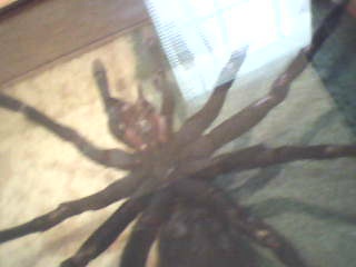 my peruvian spider