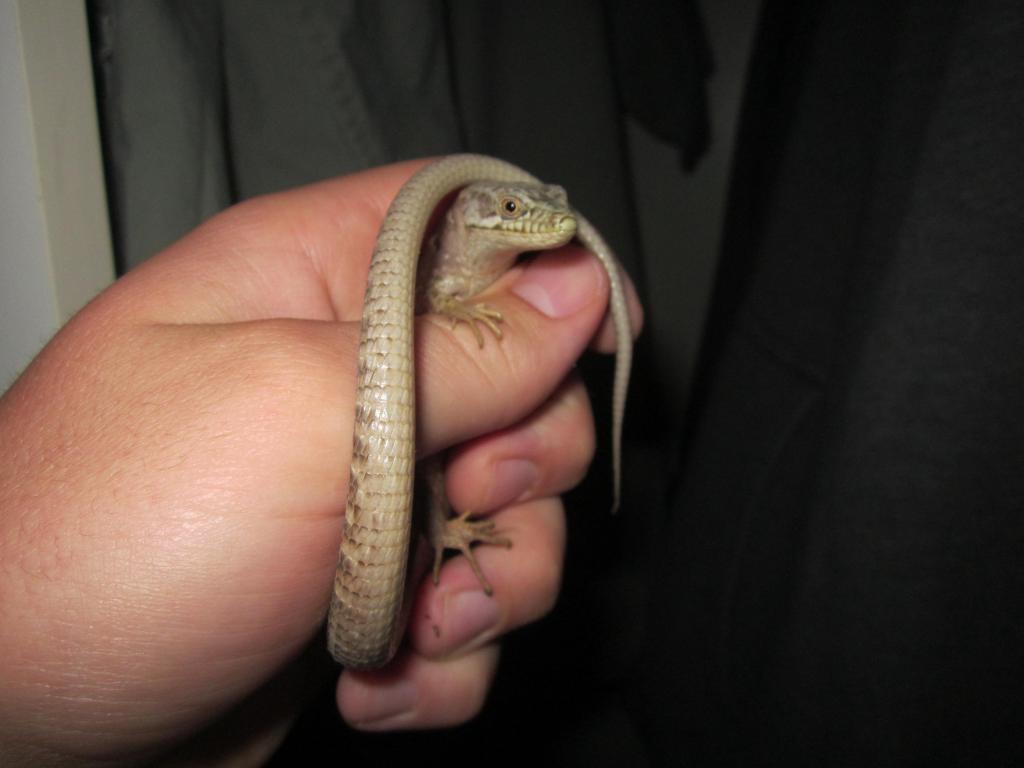 My Pet Alligator lizard