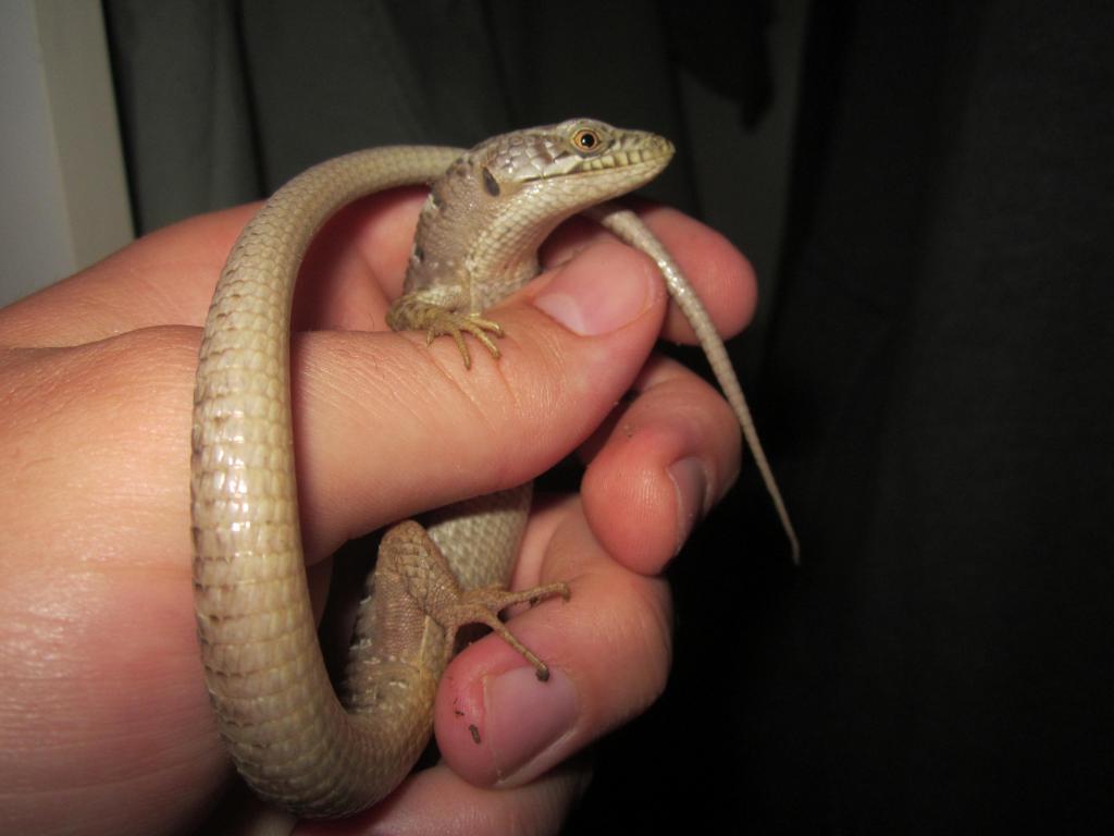 My Pet Alligator lizard