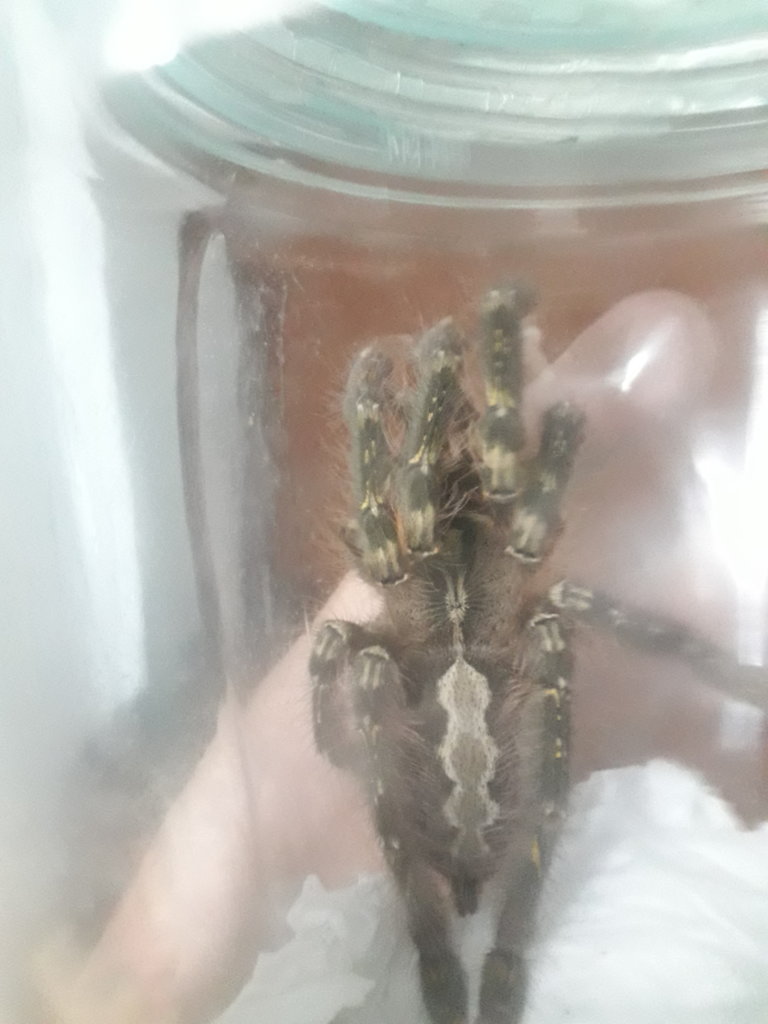 My poe.ornata . Male or fm?