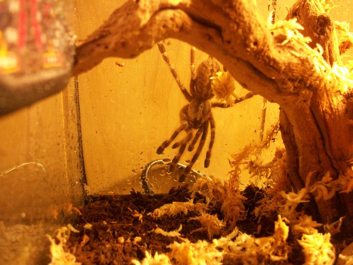 My Poecilotheria miranda's