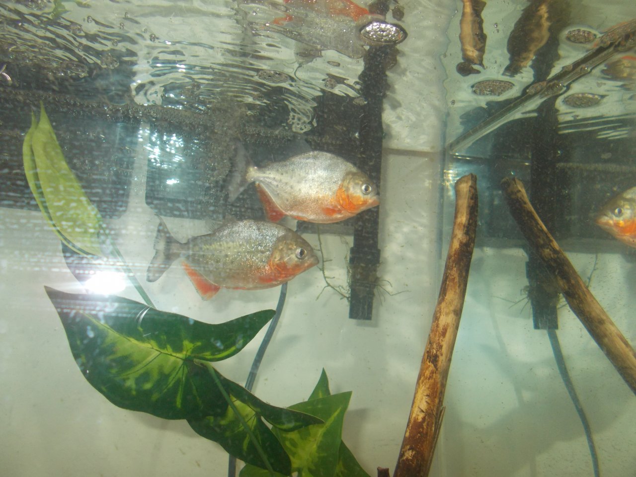 My red-bellied piranha's (Pygocentrus nattereri)